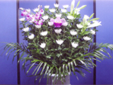 菊 16,200円(税込み)
