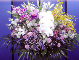 洋花 21,600円(税込み)